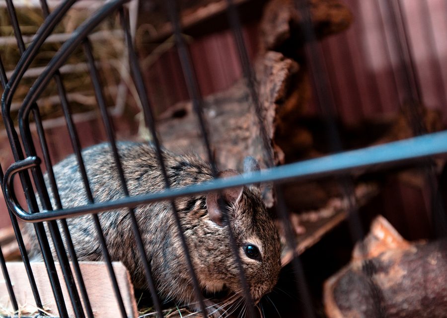 Wildlife trapping in Bella Vista
