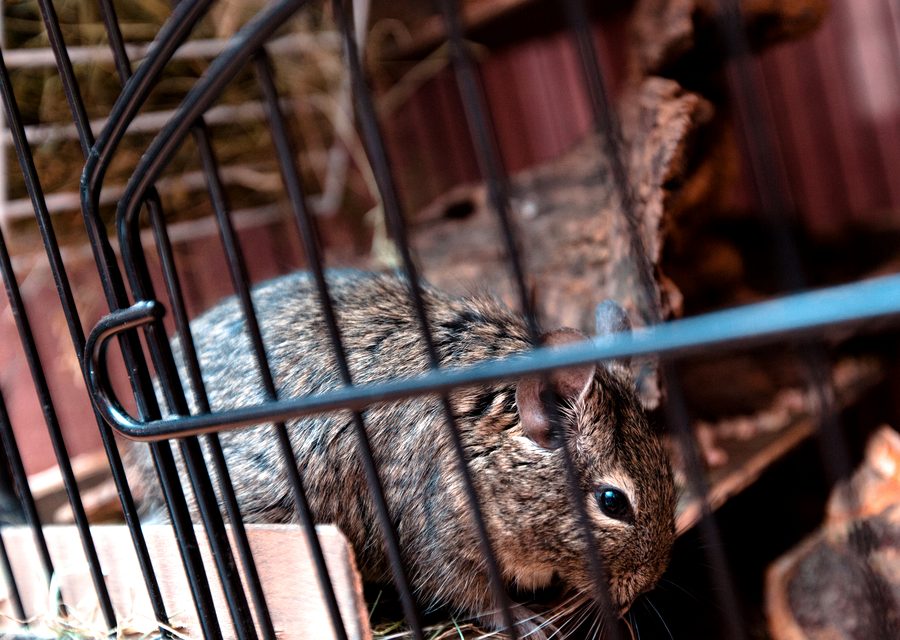 Wildlife trapping in Oak Ridge