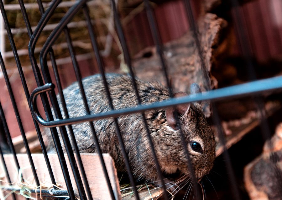 Wildlife trapping in Highland