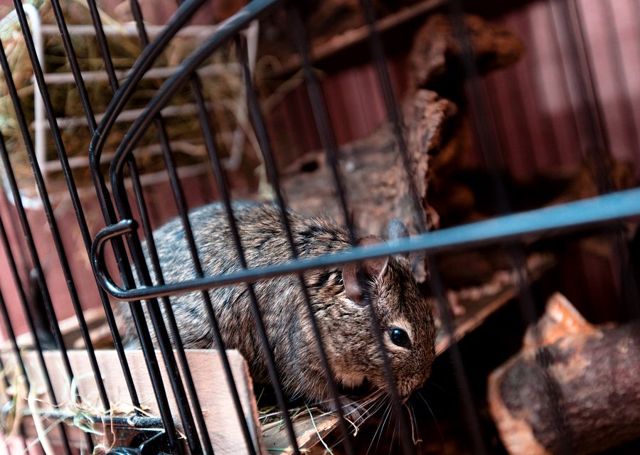 Wildlife trapping in Washington