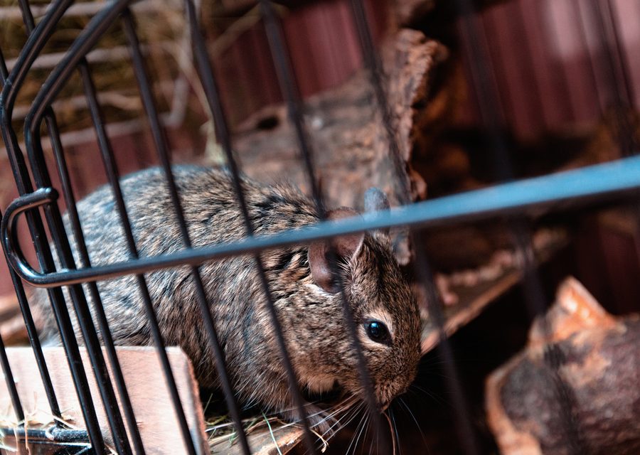 Wildlife trapping in Maynardville