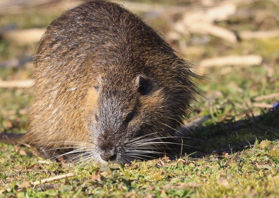 Wildlife trapping in Decatur