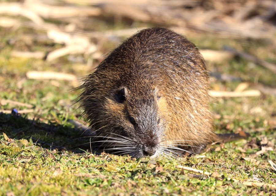 Wildlife trapping in Watauga