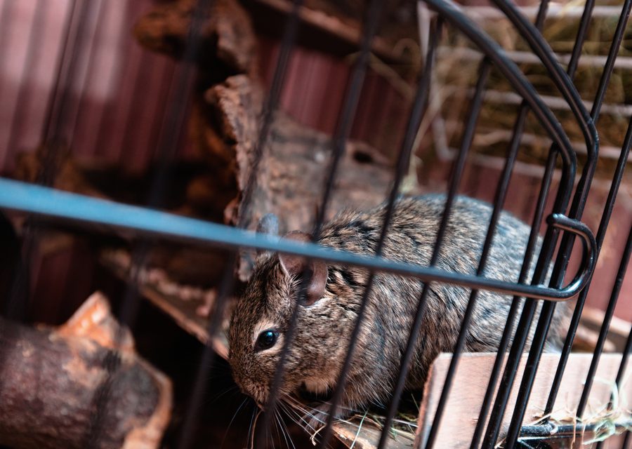 Wildlife trapping in New Market