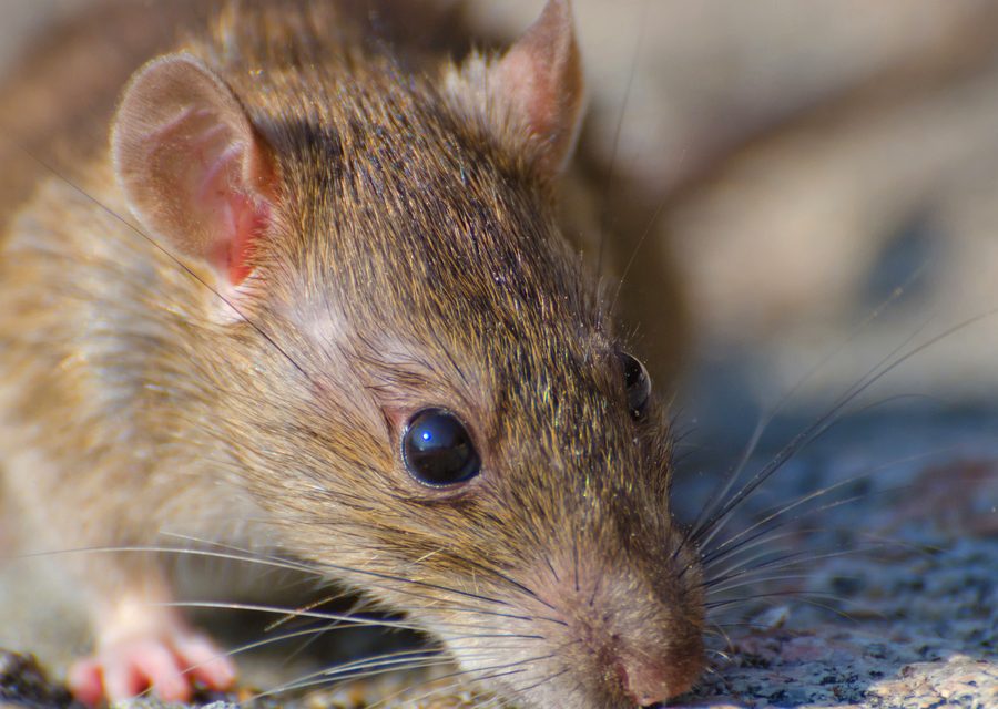 Wildlife trapping in Fayetteville