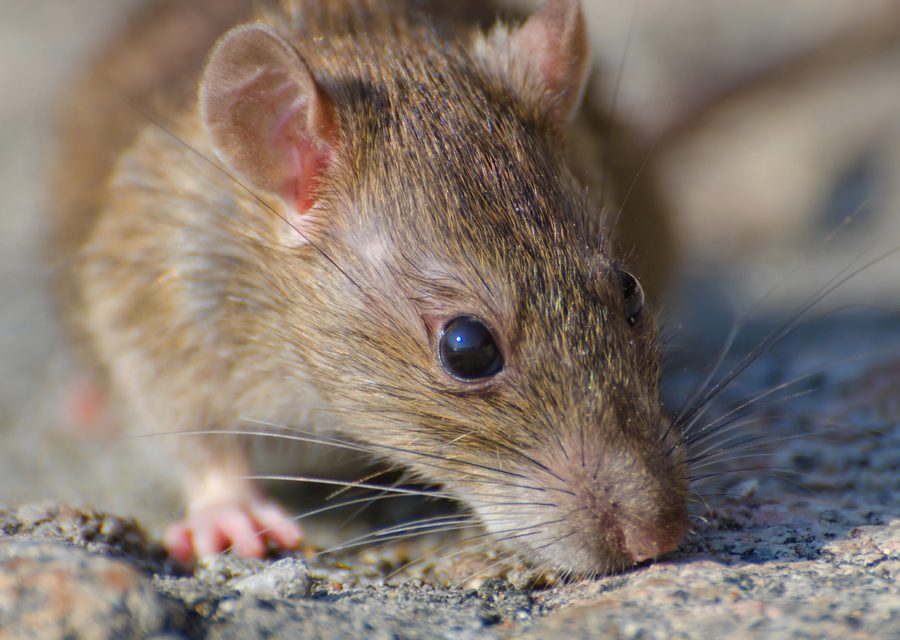 Wildlife trapping in Erwin