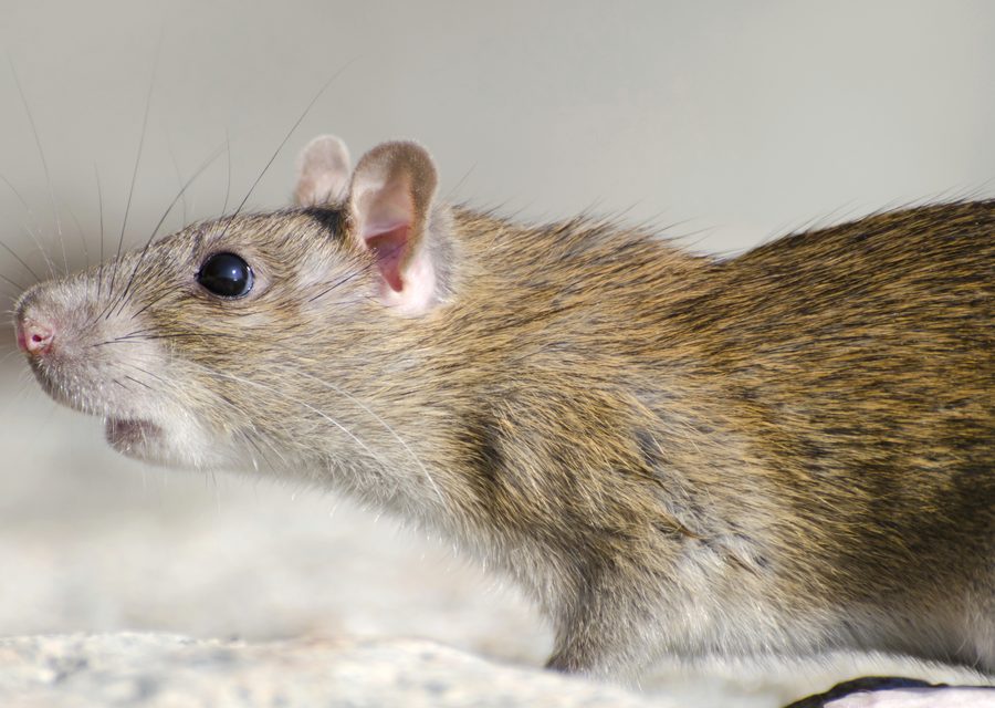 Wildlife trapping in Rogersville