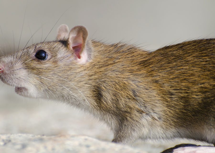 Wildlife trapping in Houston
