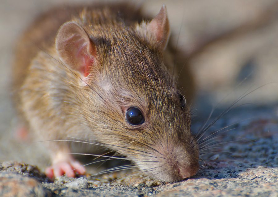Wildlife trapping in Sweetwater