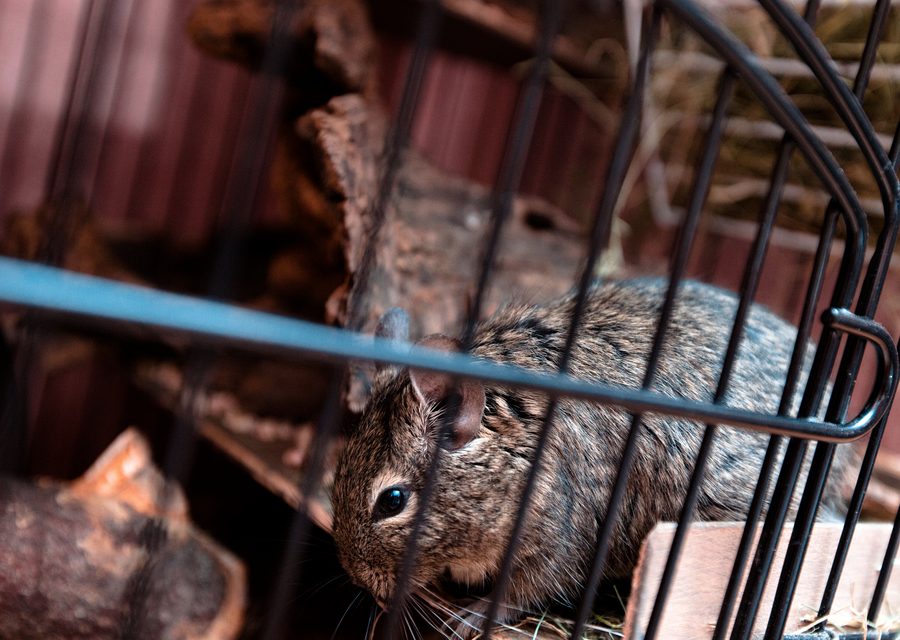 Wildlife trapping in Loudon