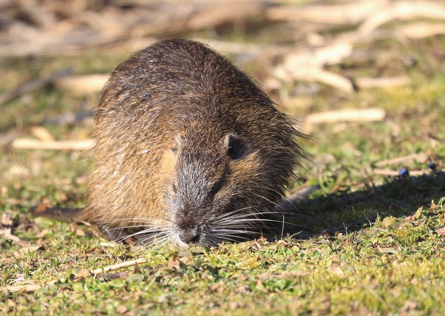 Wildlife trapping in Eagle Rock