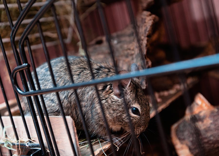Wildlife trapping in Walland