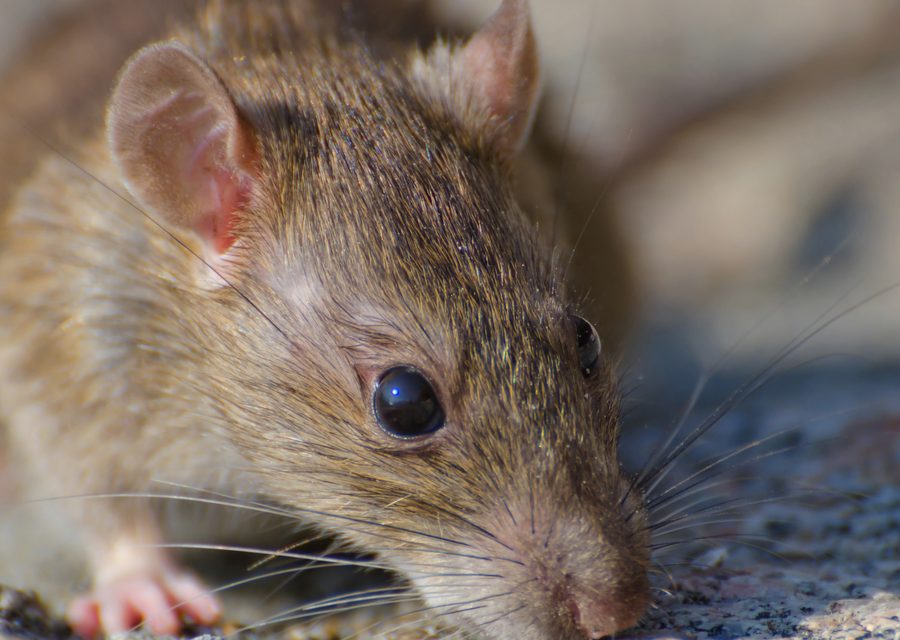 Wildlife trapping in Madisonville