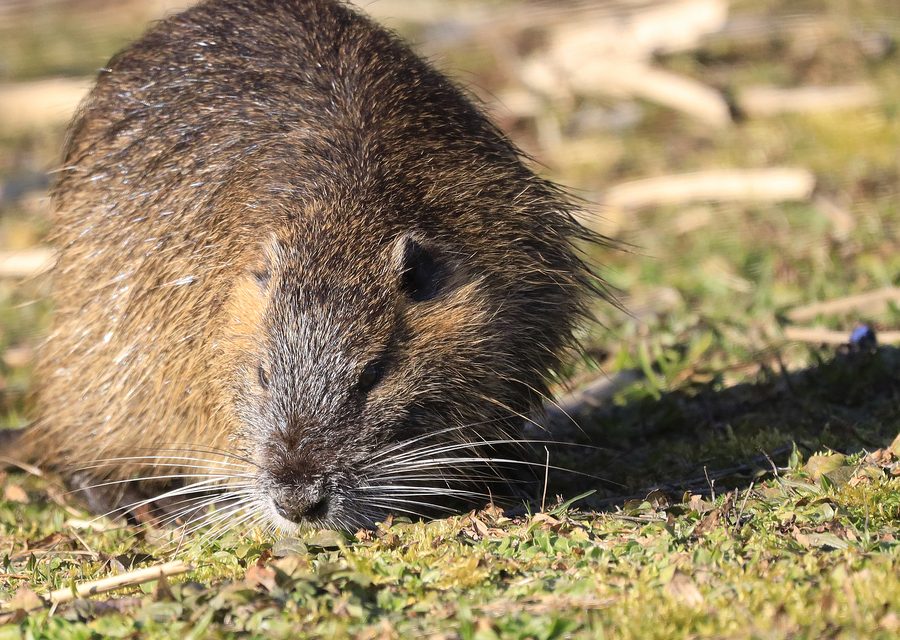 Wildlife trapping in Vero Beach