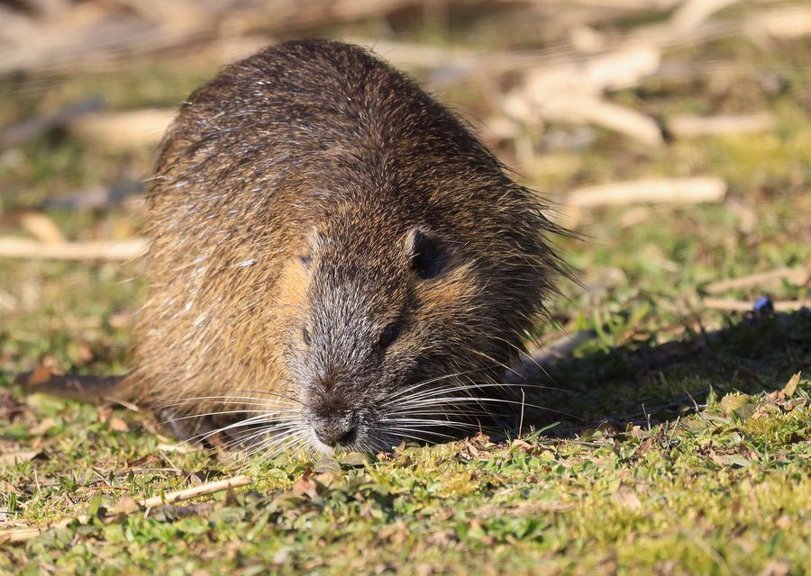Wildlife trapping in Morristown