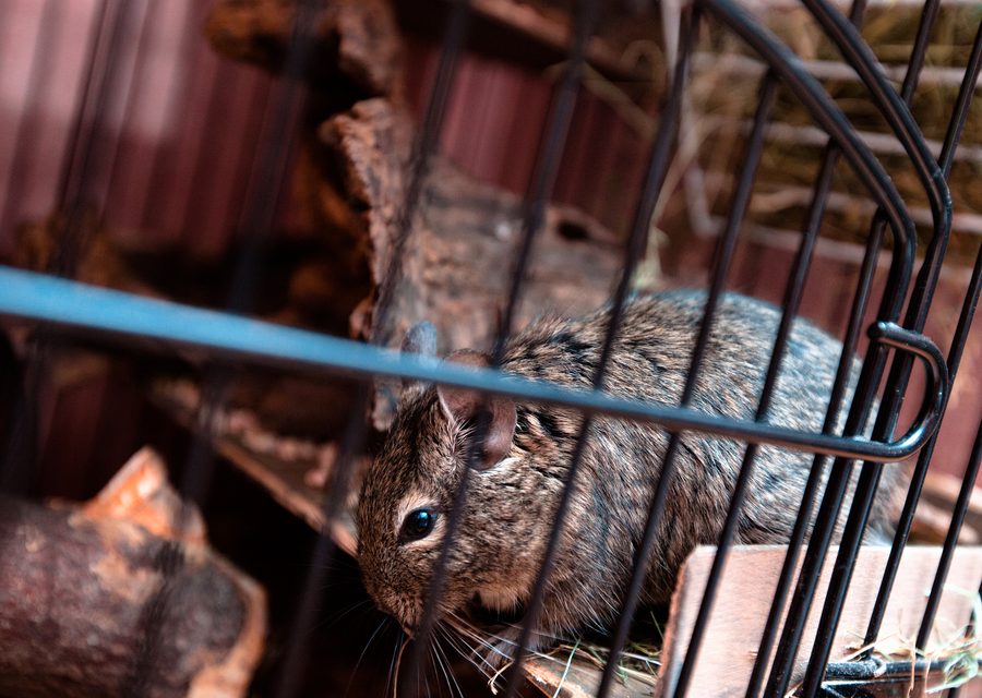 Wildlife trapping in Richmond