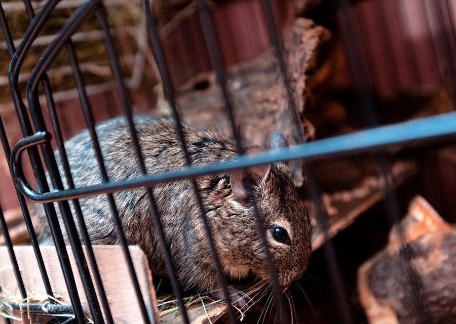 Wildlife trapping in Farragut