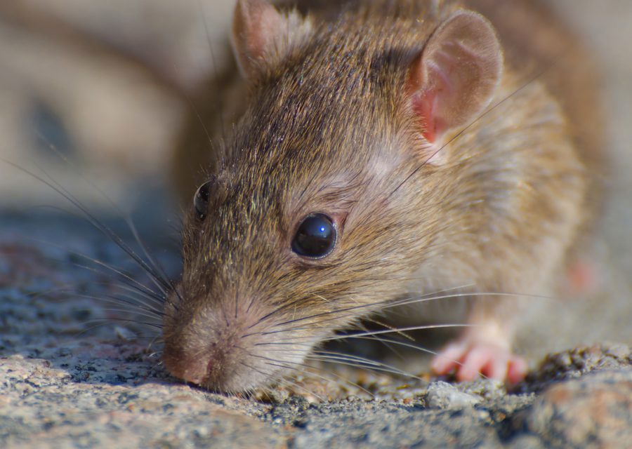 Wildlife trapping in Holiday Island