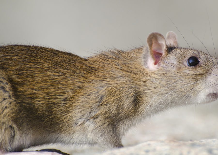 Wildlife trapping in Oliver Springs