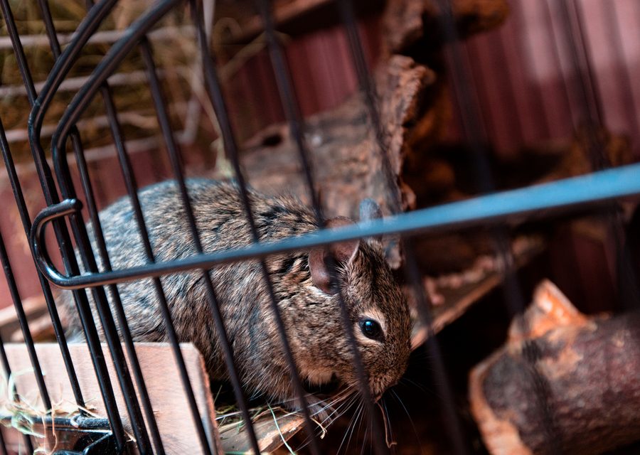 Wildlife trapping in Shell Knob