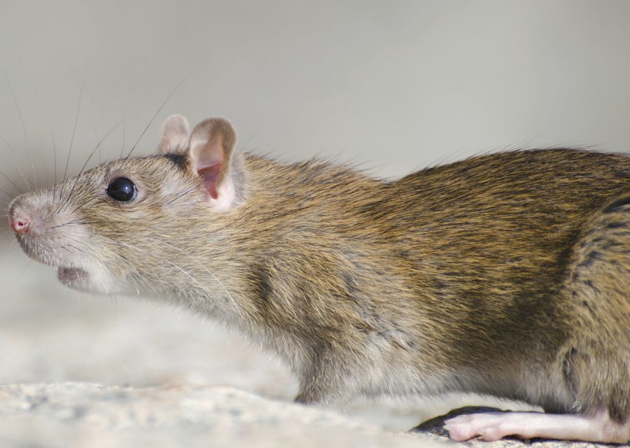 Wildlife trapping in Longswamp