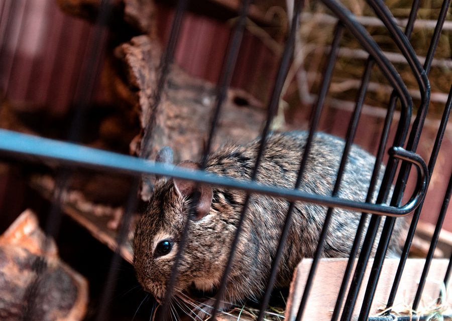 Wildlife trapping in Fort Smith