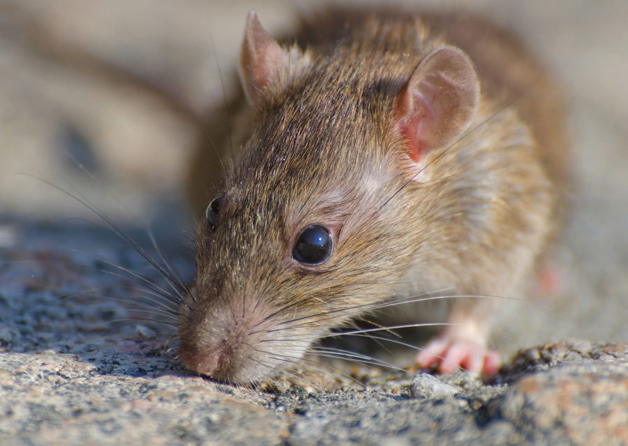 Wildlife trapping in Alcoa