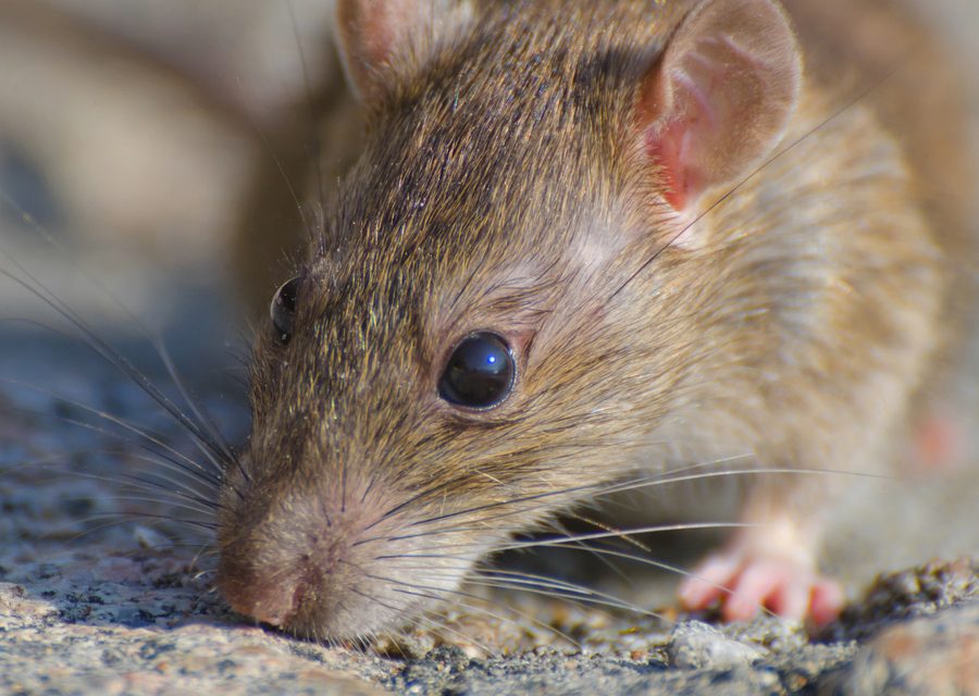 Wildlife trapping in Telford