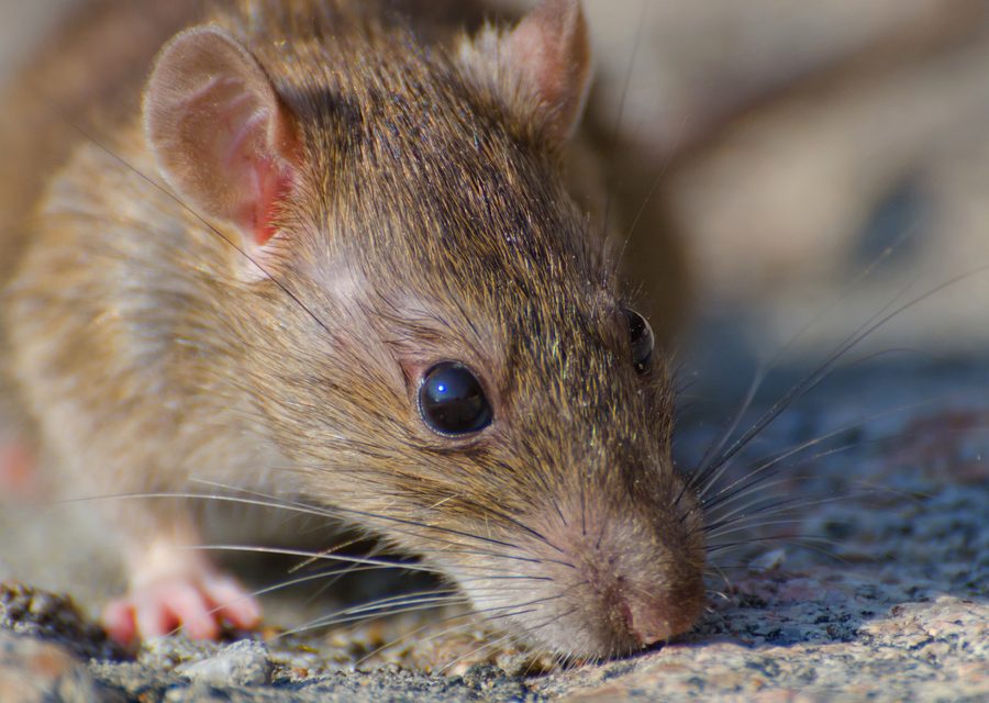 Wildlife trapping in Siloam Springs
