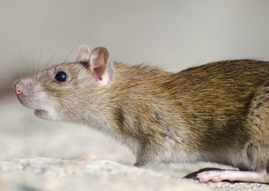 Wildlife trapping in Alcoa