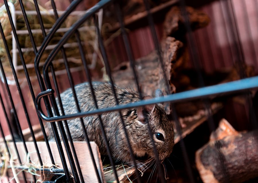 Wildlife trapping in Sulphur Springs