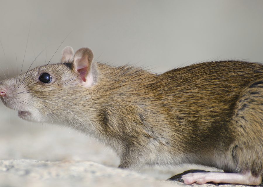 Wildlife trapping in Omaha