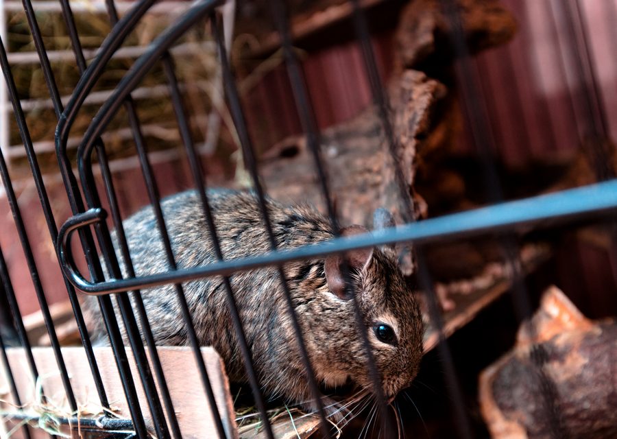 Wildlife trapping in Mascot