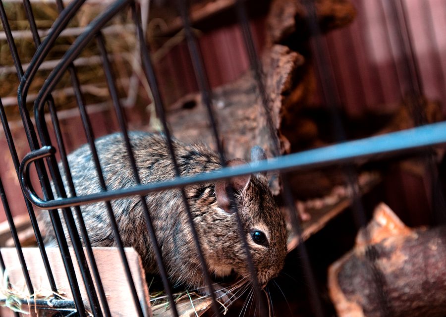 Wildlife trapping in Kimberling City