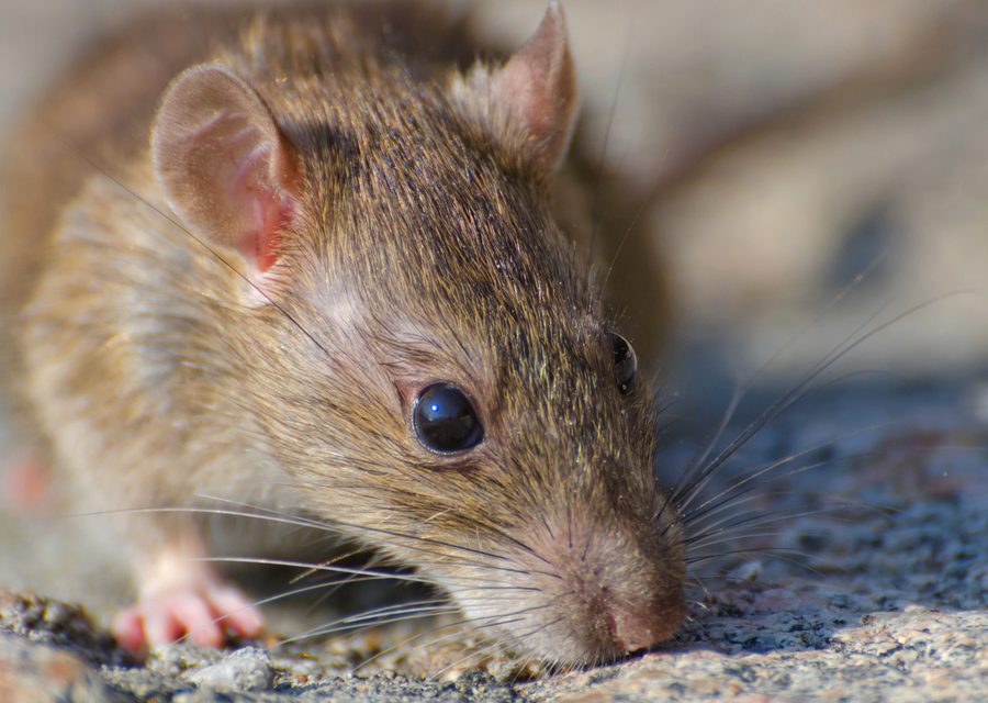 Wildlife trapping in Seneca