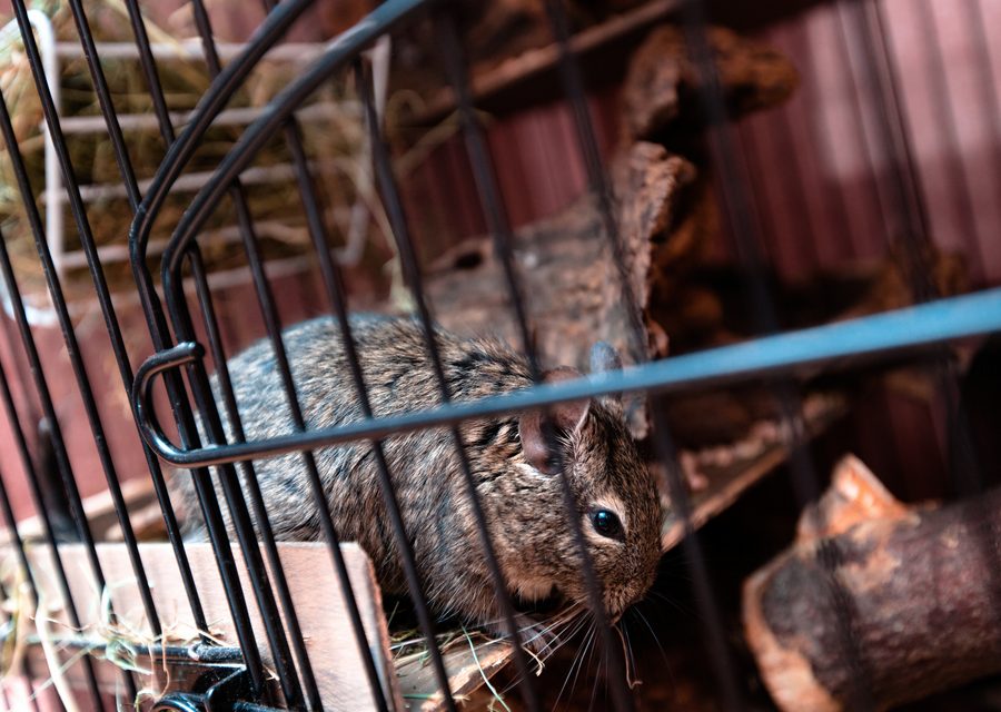 Wildlife trapping in Prairie Grove