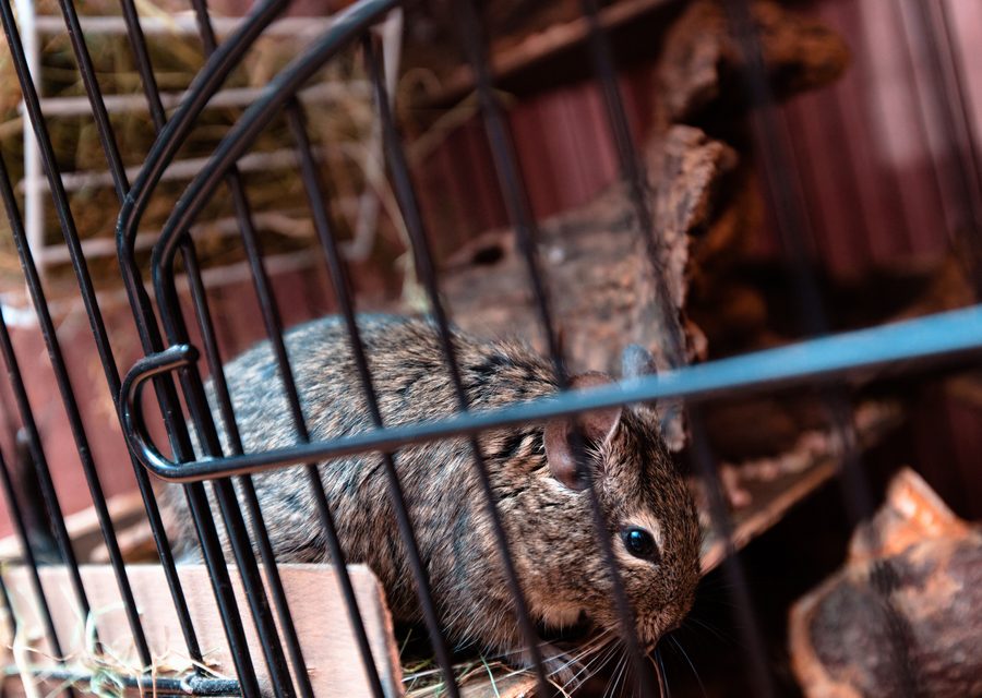 Wildlife trapping in Elkins