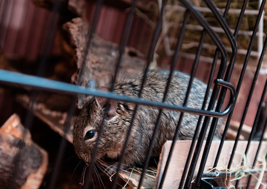 Wildlife trapping in Bethlehem