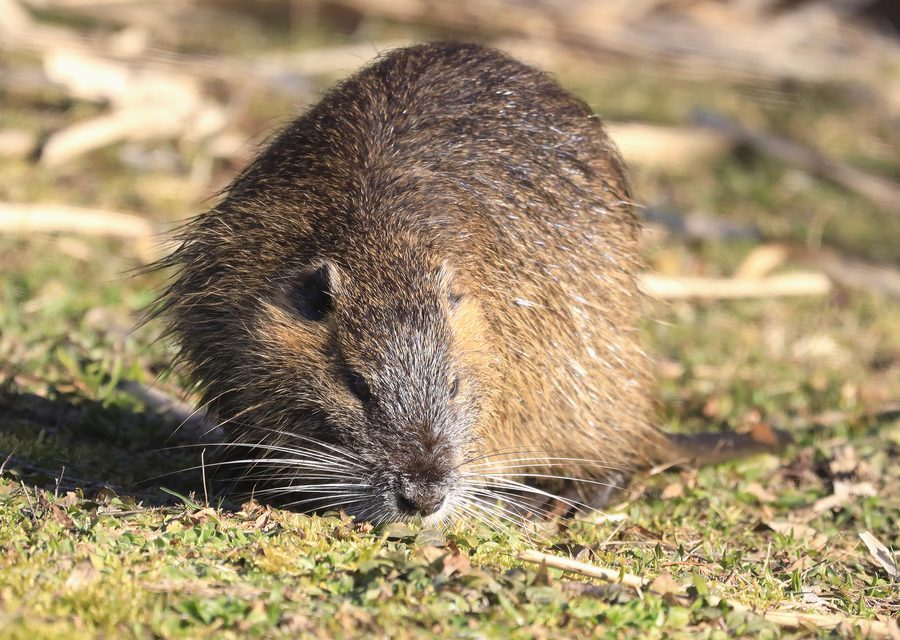 Wildlife trapping in Mountainburg