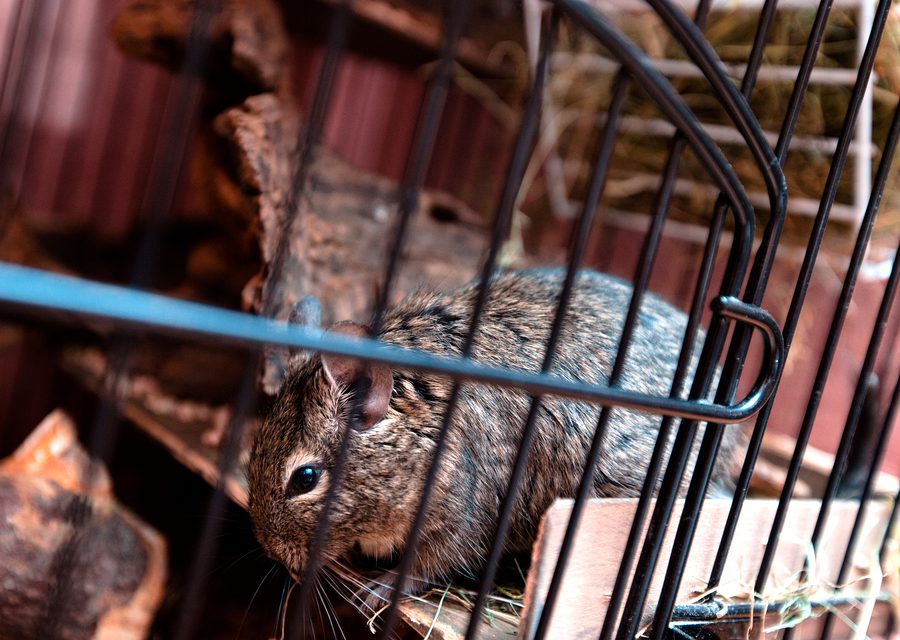 Wildlife trapping in Alcoa