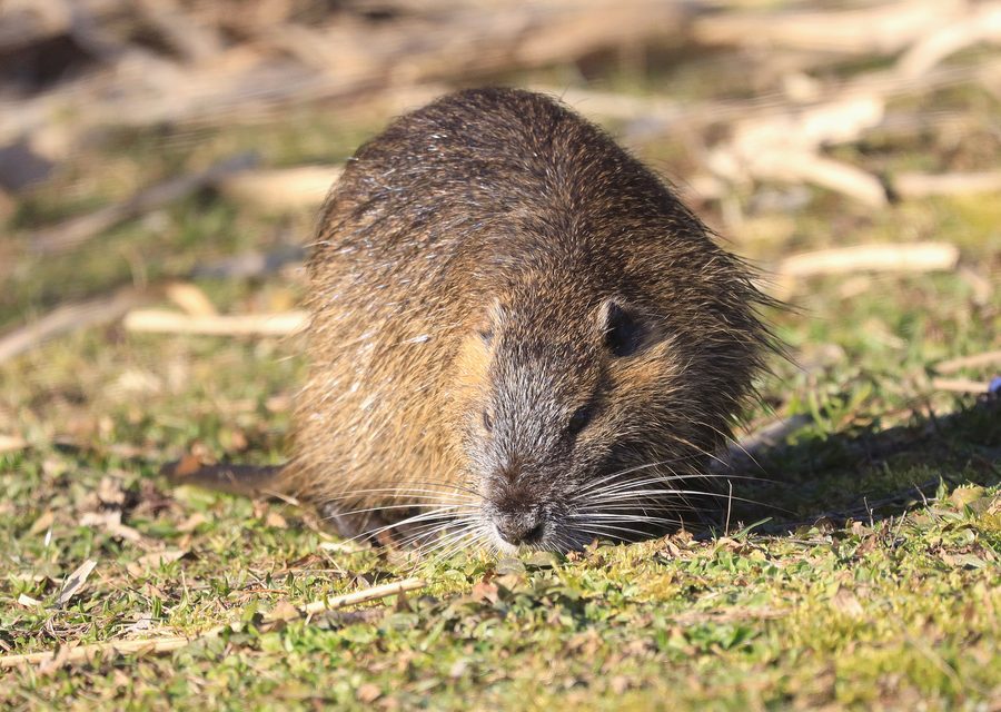 Wildlife trapping in Corryton