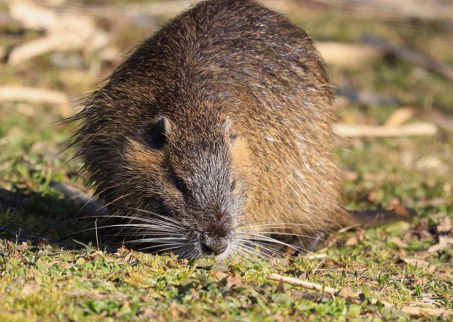 Wildlife trapping in Jefferson City