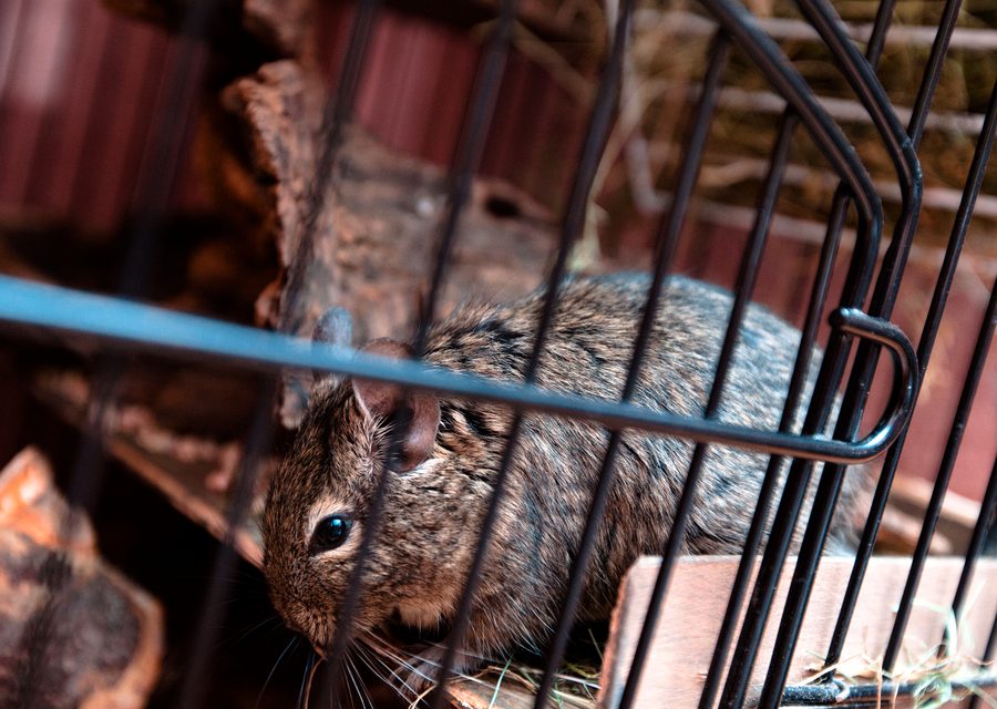 Wildlife trapping in Greeneville