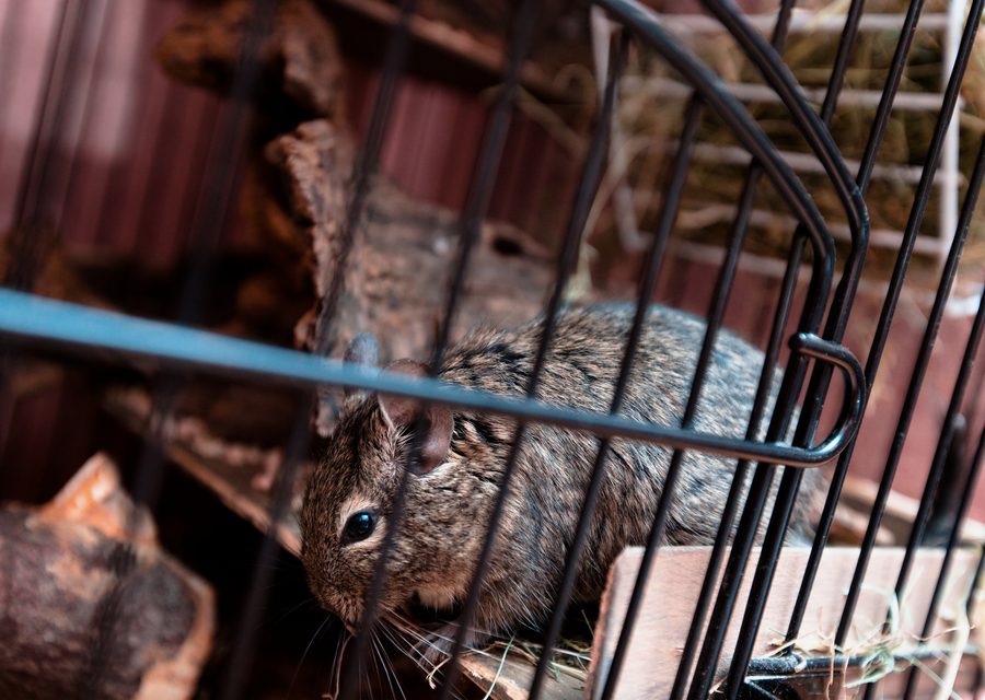 Wildlife trapping in Carl Junction