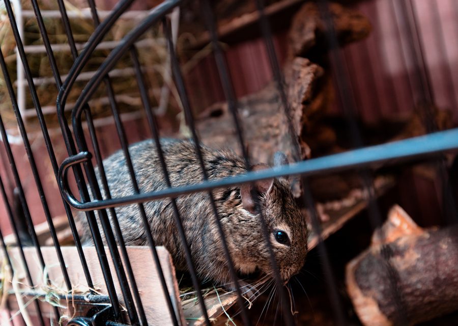 Wildlife trapping in Hellertown