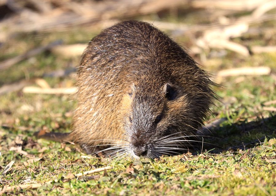 Wildlife trapping in Midway