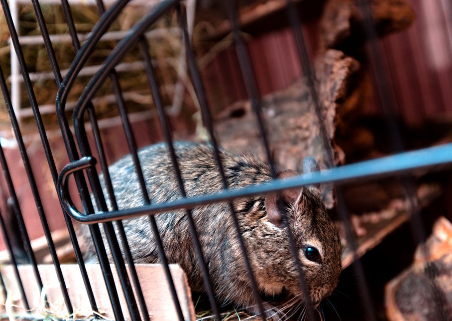 Wildlife trapping in Emmaus