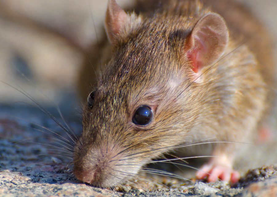 Wildlife trapping in Waterford