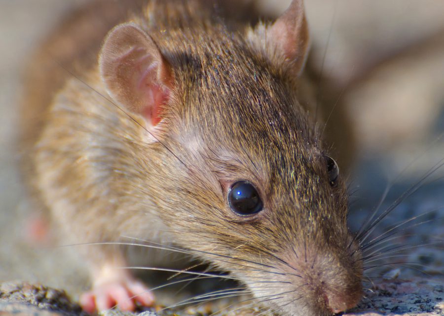 Wildlife trapping in Harriman