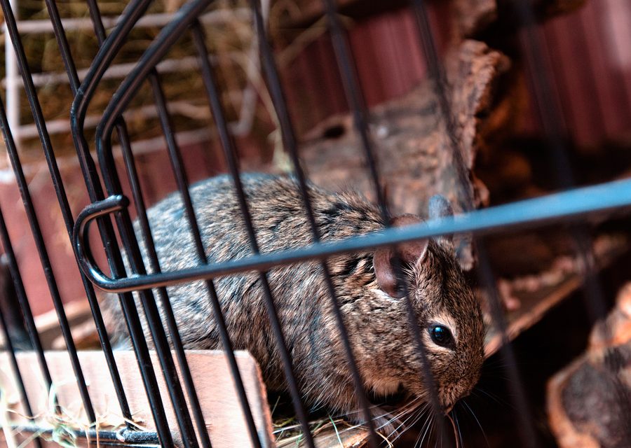 Wildlife trapping in Sneedville